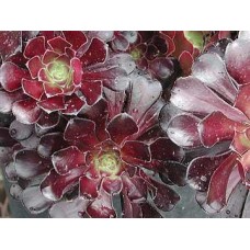 Aeonium Schwarzkopf x 1 Plants Black Rose Succulents Purple Beauty Head Tree Hardy Shrubs Rosette atropurpureum manriqueorum arboreum zwartkop